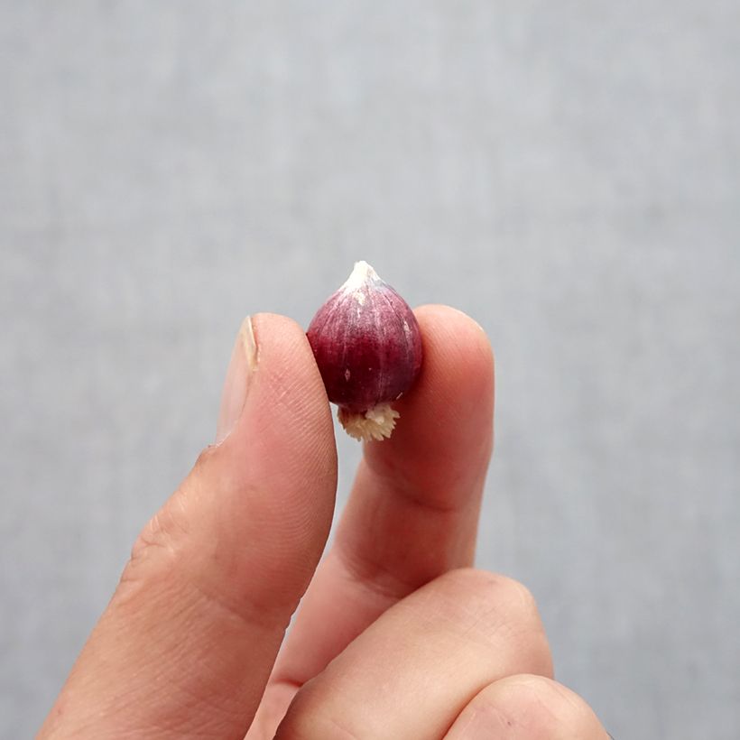 Esimerkki syksyllä toimitetusta Laukka Graceful - Allium amplectens Bulbe size 5+-taimesta