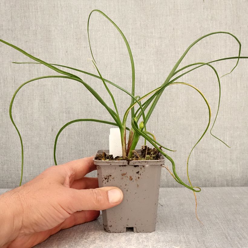 Esimerkki keväällä toimitetusta Laukka Graceful - Allium amplectens Godet de 8/9 cm size 4+-taimesta