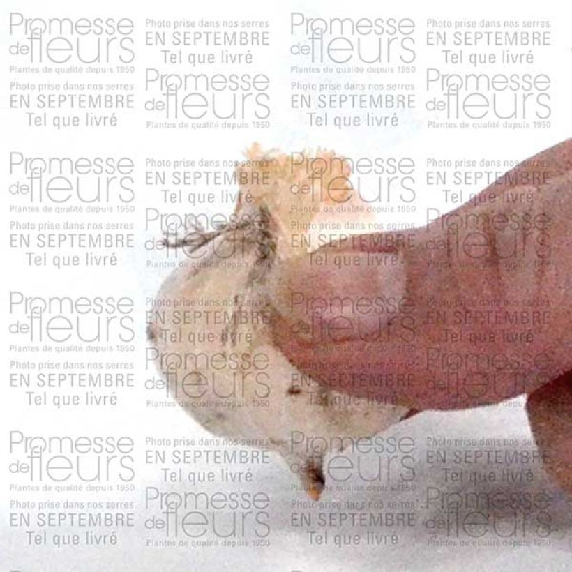 Esimerkki toimitetusta Ail d'ornement - Allium bulgaricum ou nectaroscordum Bulbe calibre 8/10-taimesta