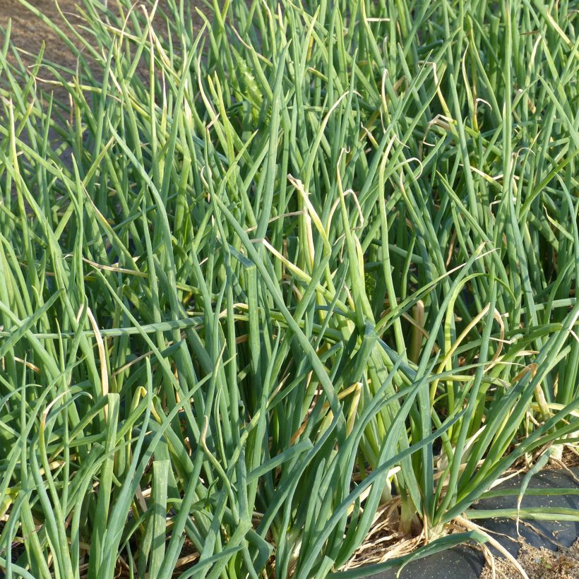 Pillisipuli - Allium fistulosum (Lehvistö)