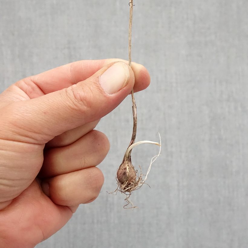 Esimerkki syksyllä toimitetusta Rikkilaukka - Allium flavum subsp. flavum Bulbe size I-taimesta