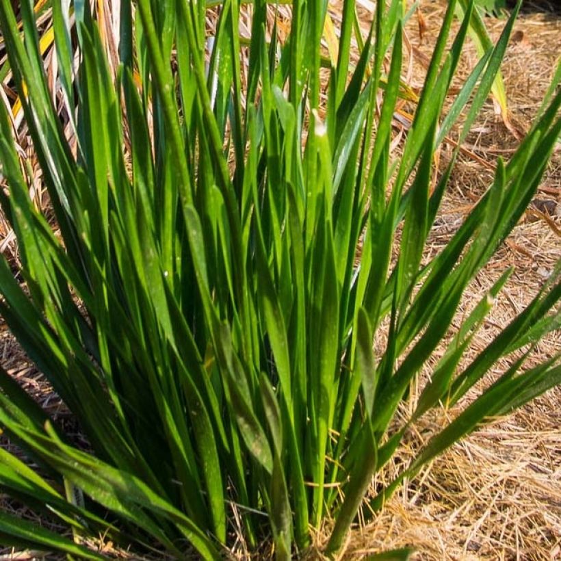 Laukka Millenium (Foliage)