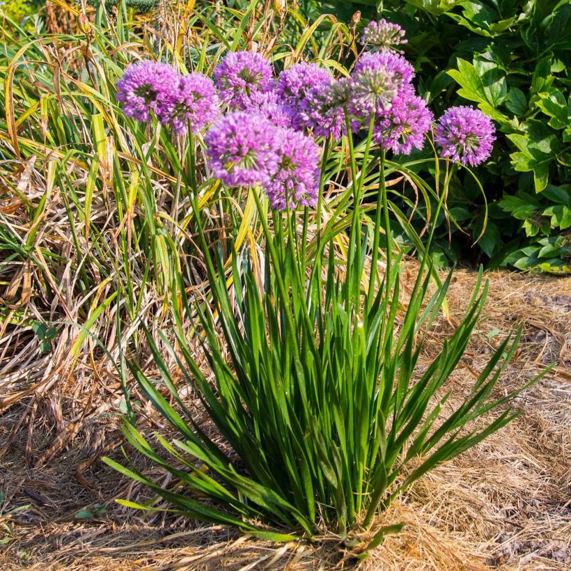 Laukka Millenium (Plant habit)