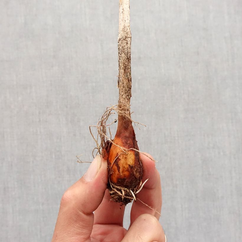 Esimerkki syksyllä toimitetusta Siperianlaukka - Allium obliquum Bulbe size I-taimesta
