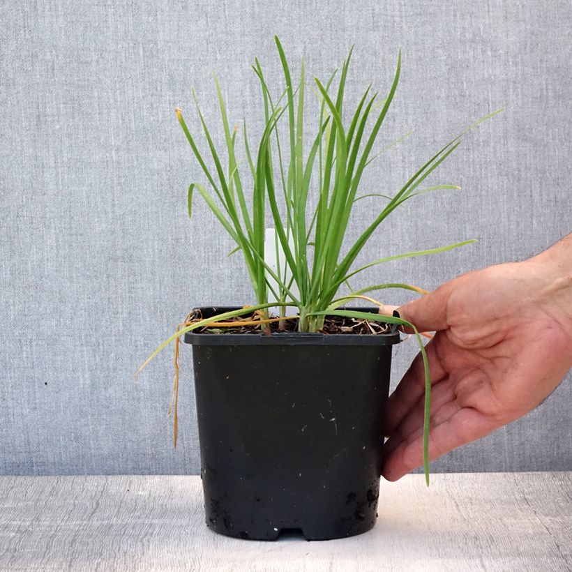 Esimerkki kesällä toimitetusta Allium tuberosum Cliffs of Dover - Ail d'ornement Pot de 2L/3L-taimesta
