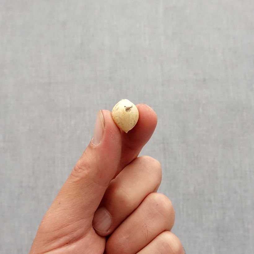 Esimerkki syksyllä toimitetusta Libanoninlaukka - Allium zebdanense Bulbe size 4+-taimesta