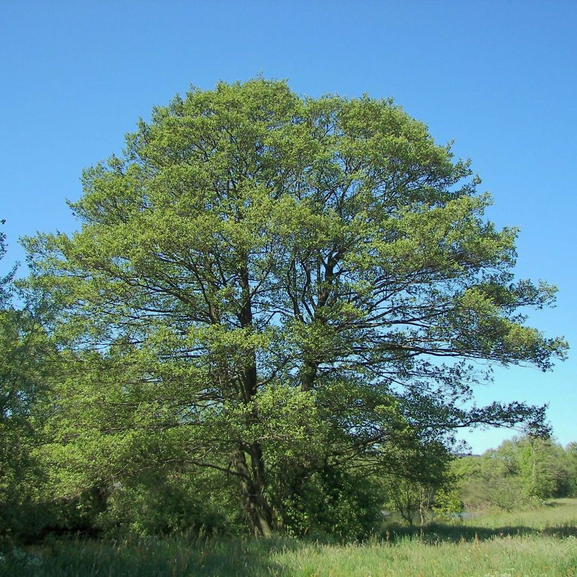 Tervaleppä - Alnus glutinosa (Kasvutapa)