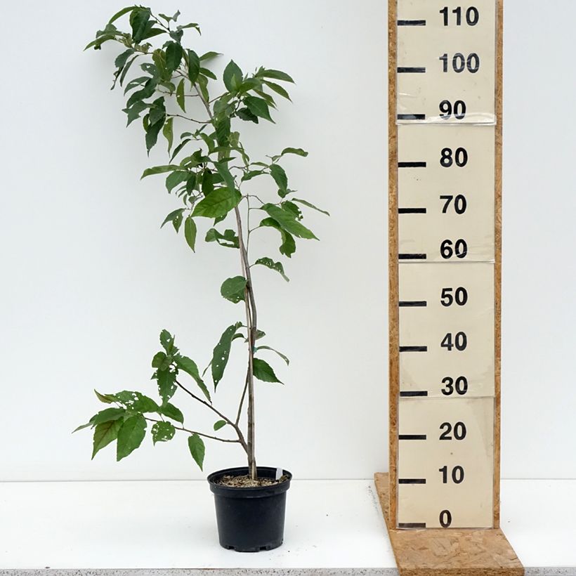 Esimerkki syksyllä toimitetusta Lepä - Alnus x spaethii 3 litran/4 litran ruukku-taimesta