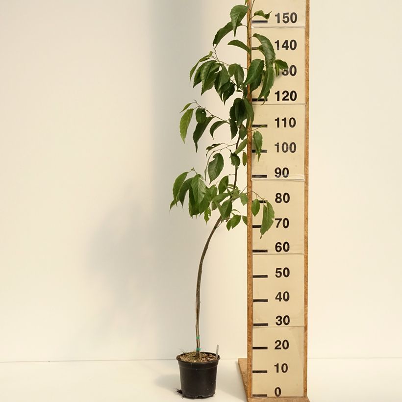 Esimerkki kesällä toimitetusta Lepä - Alnus x spaethii Pot de 3L/4L-taimesta