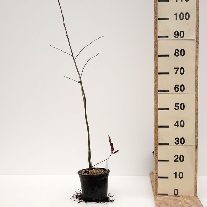 Esimerkki talvella toimitetusta Alnus spaethii - Aulne de Spaeth Pot de 3L/4L-taimesta