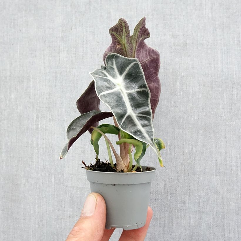 Esimerkki keväällä toimitetusta Alokasia Amazonica Dwarf Mini-plante-taimesta