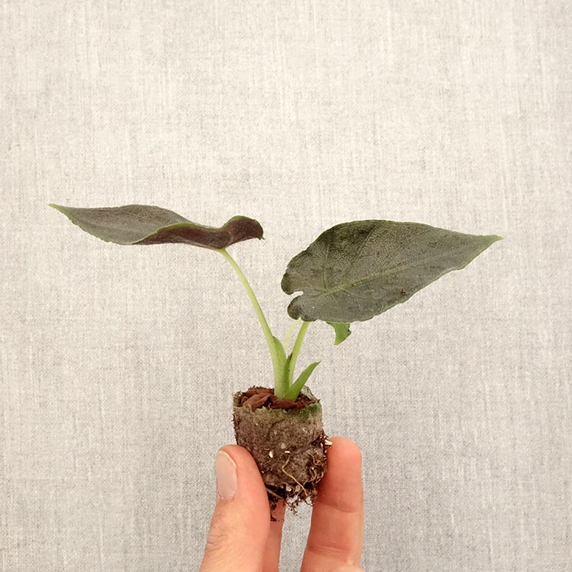 Esimerkki keväällä toimitetusta Alokasia Antoro Velvet Mini-plante-taimesta