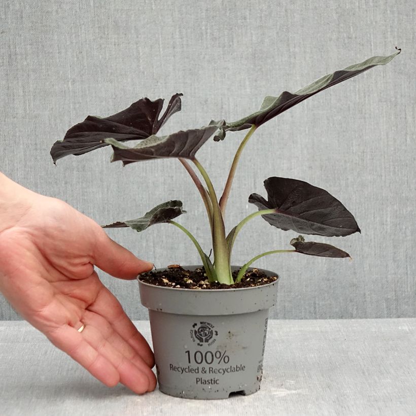 Esimerkki keväällä toimitetusta Alokasia Antoro Velvet Pot de 12 cm / 13 cm-taimesta