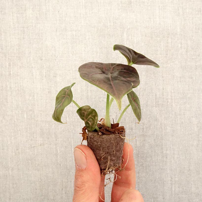 Esimerkki keväällä toimitetusta Alokasia - Alocasia azlanii Mini-plante-taimesta