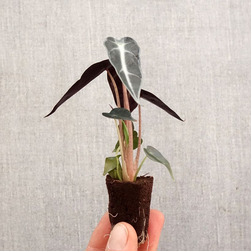 Esimerkki keväällä toimitetusta Alokasia Bambino Mini-plante-taimesta
