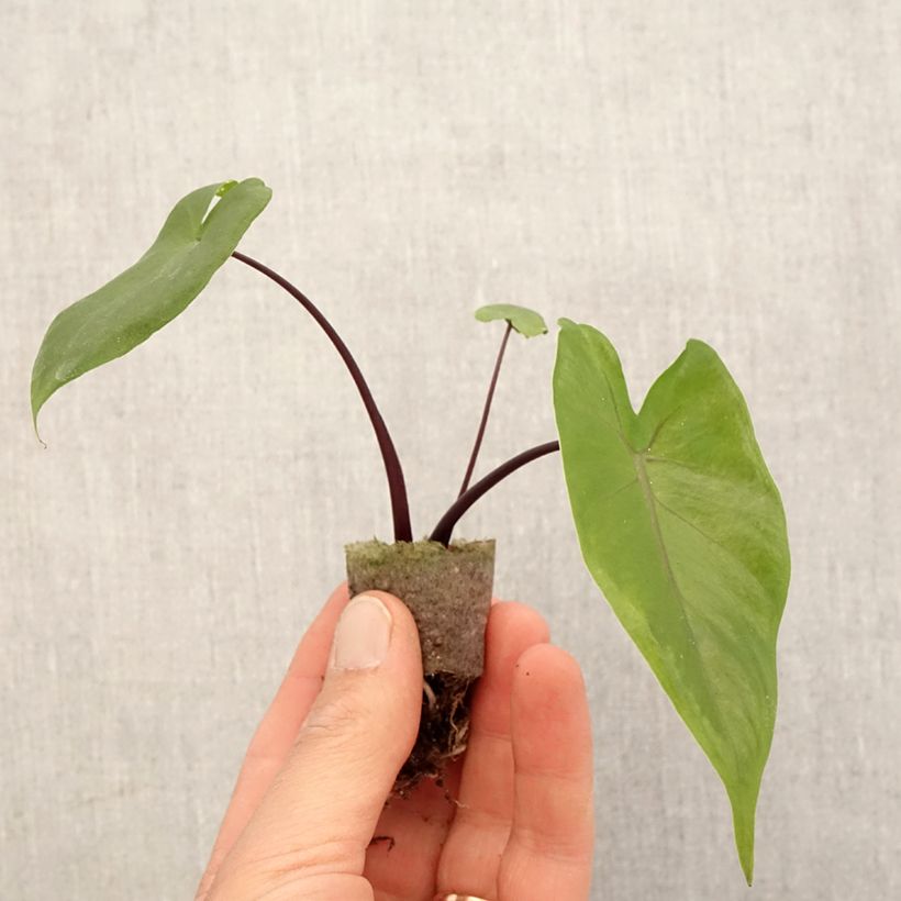 Esimerkki keväällä toimitetusta Alocasia Black Stem - Oreille d'éléphant Mini-plante-taimesta