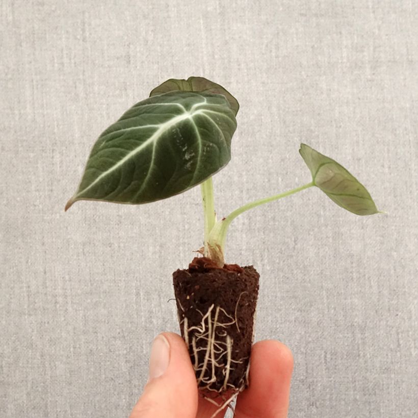 Esimerkki keväällä toimitetusta Alokasia Black Velvet Mini-plante-taimesta