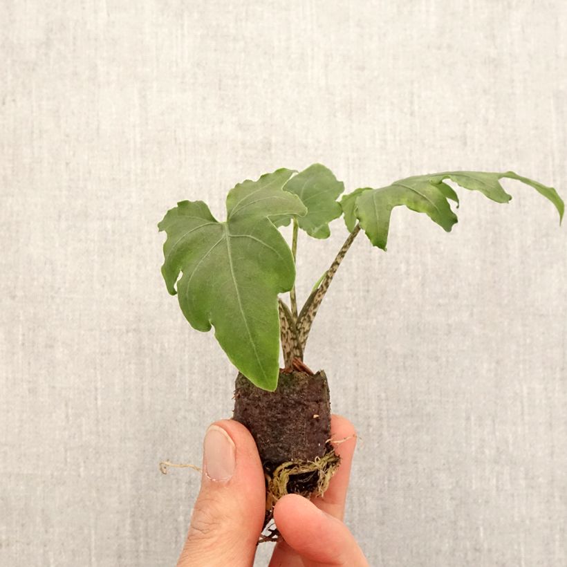Esimerkki keväällä toimitetusta Alokasia - Alocasia brancifolia Mini-plante-taimesta