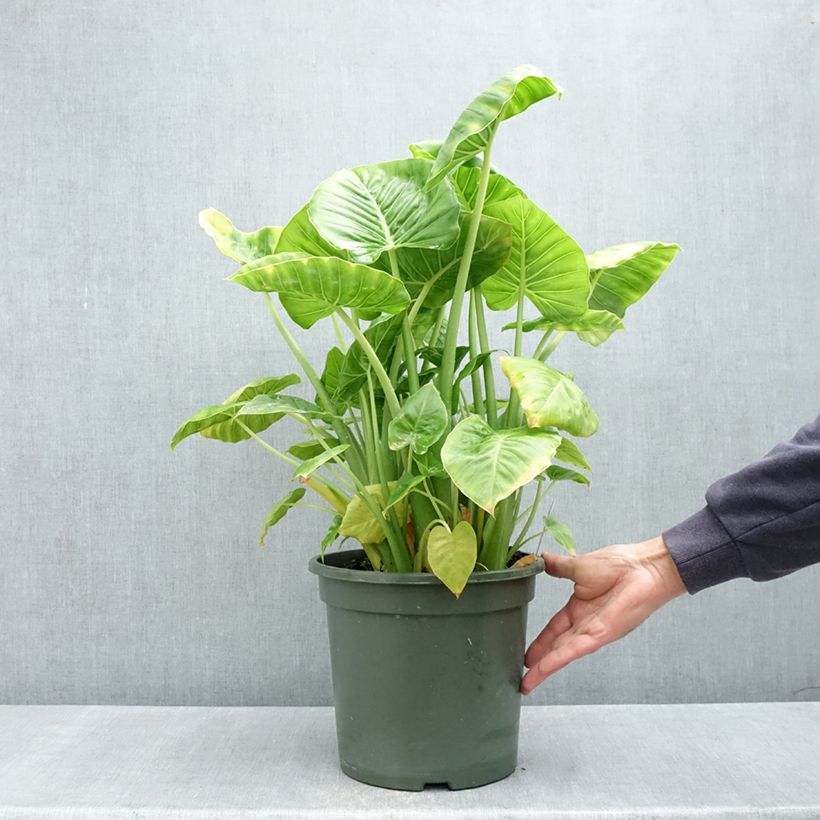 Esimerkki keväällä toimitetusta Alokasia Calidora Pot de 7,5L/10L-taimesta
