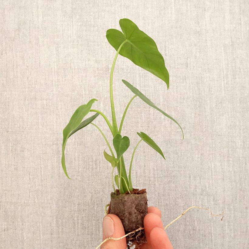Esimerkki keväällä toimitetusta Alokasia California Mini-plante-taimesta