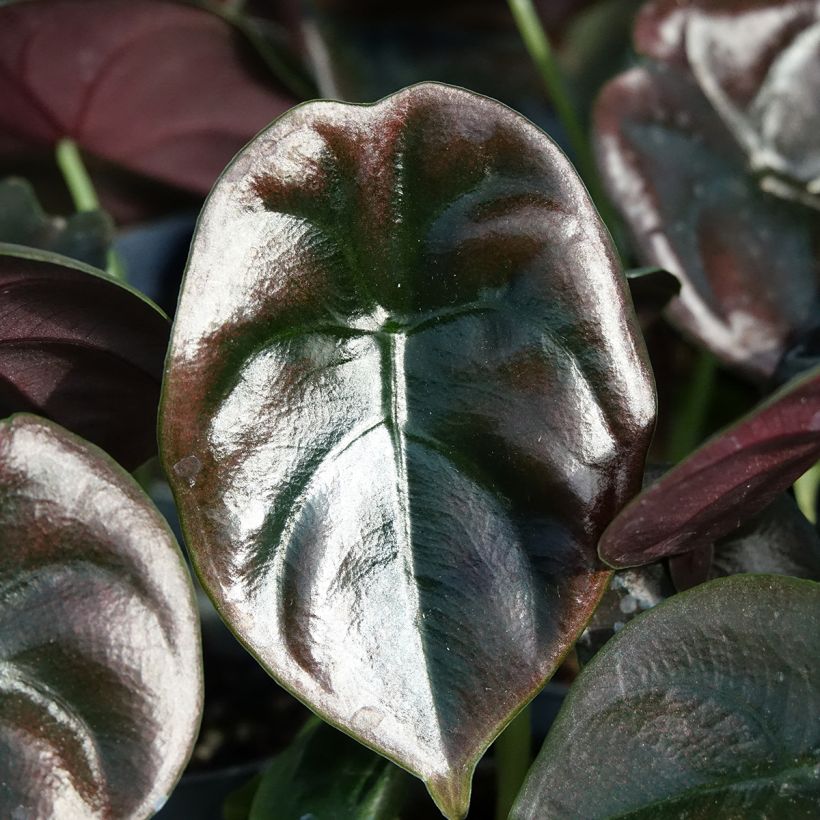 Alokasia Red (Lehvistö)