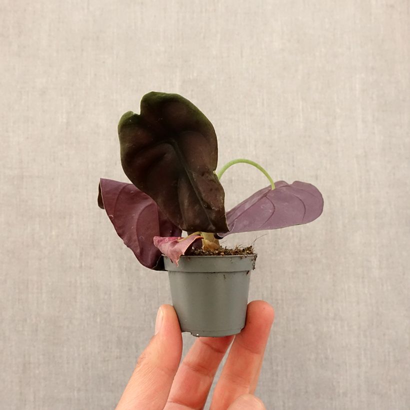 Esimerkki keväällä toimitetusta Alokasia Red Mini-plante-taimesta