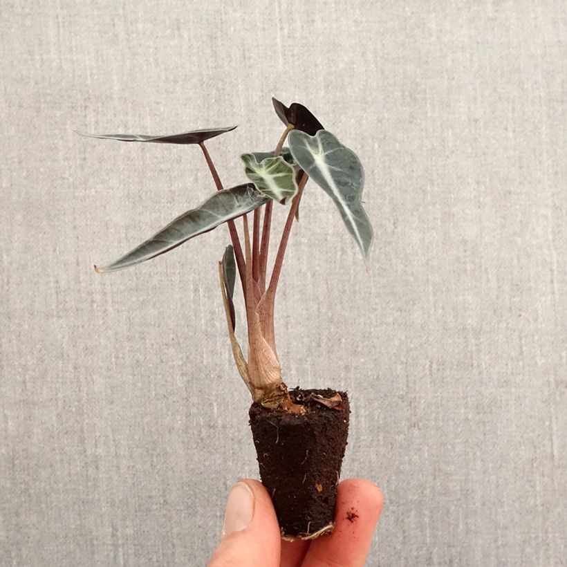 Esimerkki keväällä toimitetusta Alokasia Curly Bambino Mini-plante-taimesta
