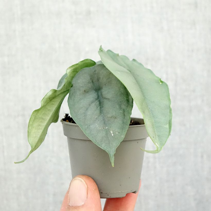 Esimerkki syksyllä toimitetusta Alokasia - Alocasia heterophylla Mini-plante-taimesta