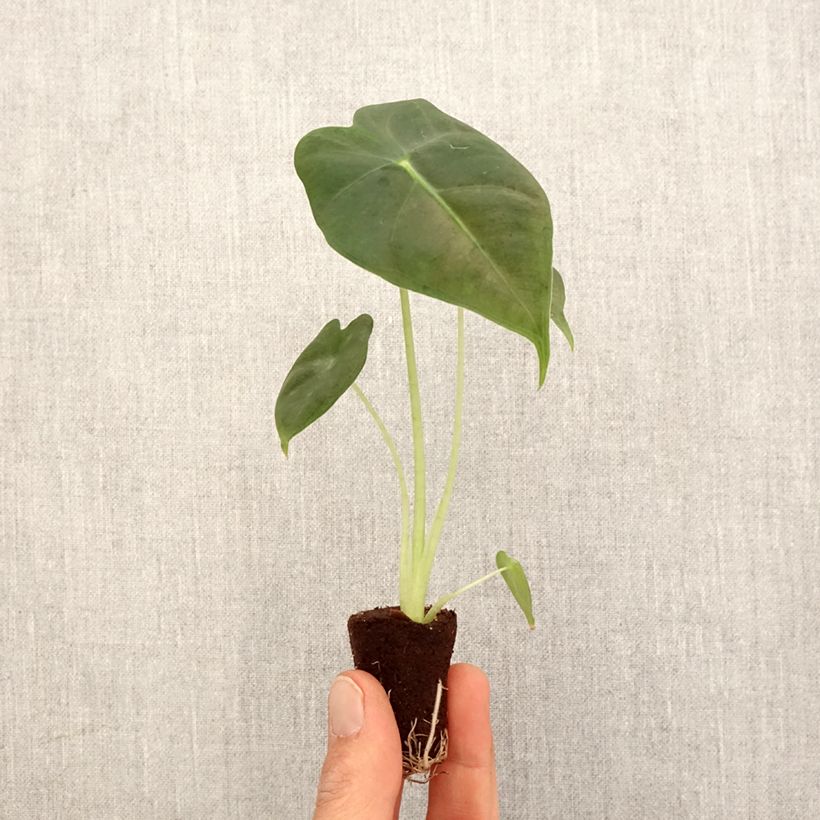 Esimerkki keväällä toimitetusta Alokasia Frydek Mini-plante-taimesta