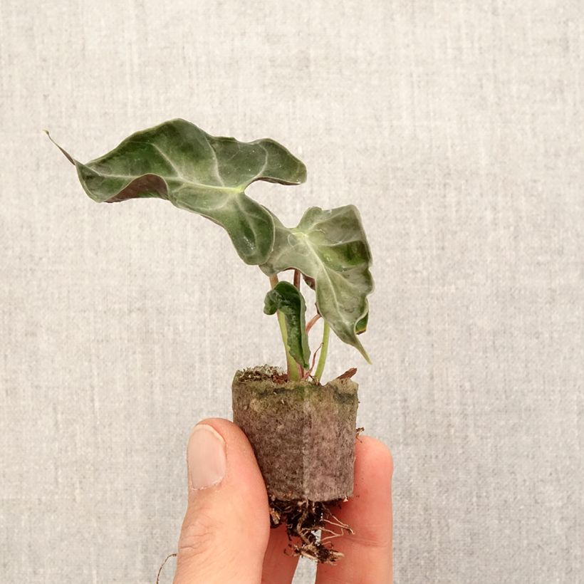 Esimerkki keväällä toimitetusta Alokasia Loco Mini-plante-taimesta