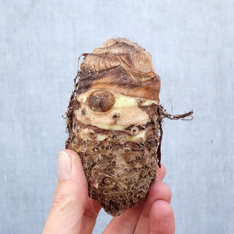 Example of Jättialokasia - Alocasia macrorrhizos Bulbe size I as you get in printemps