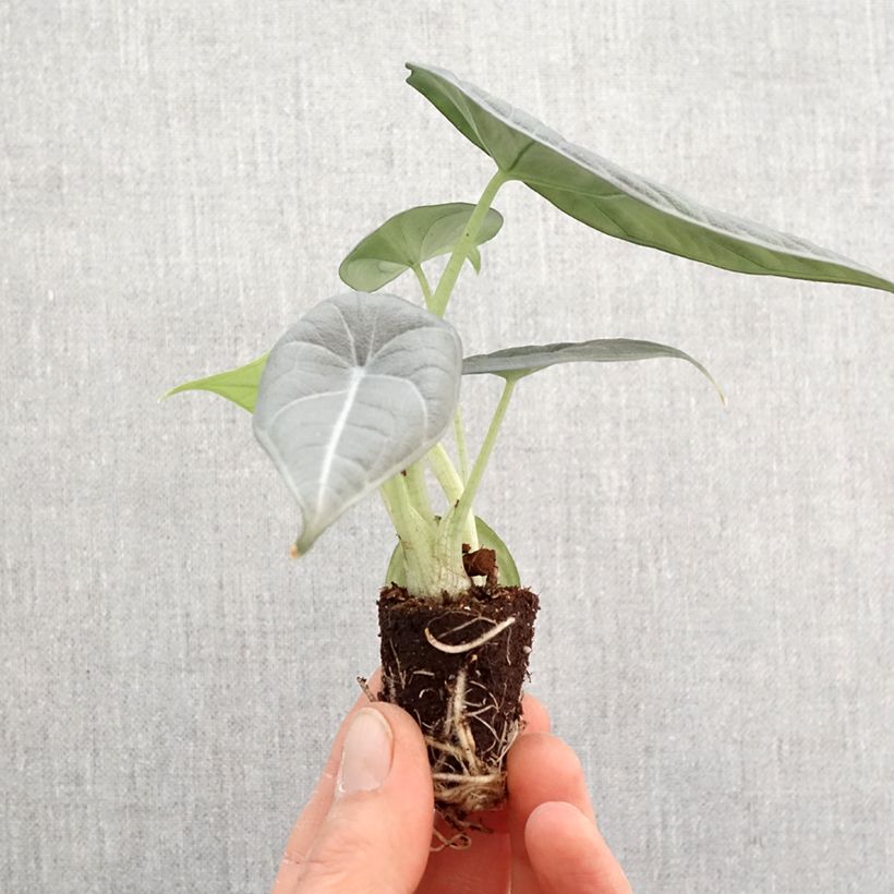 Esimerkki keväällä toimitetusta Alokasia Maharani Mini-plante-taimesta