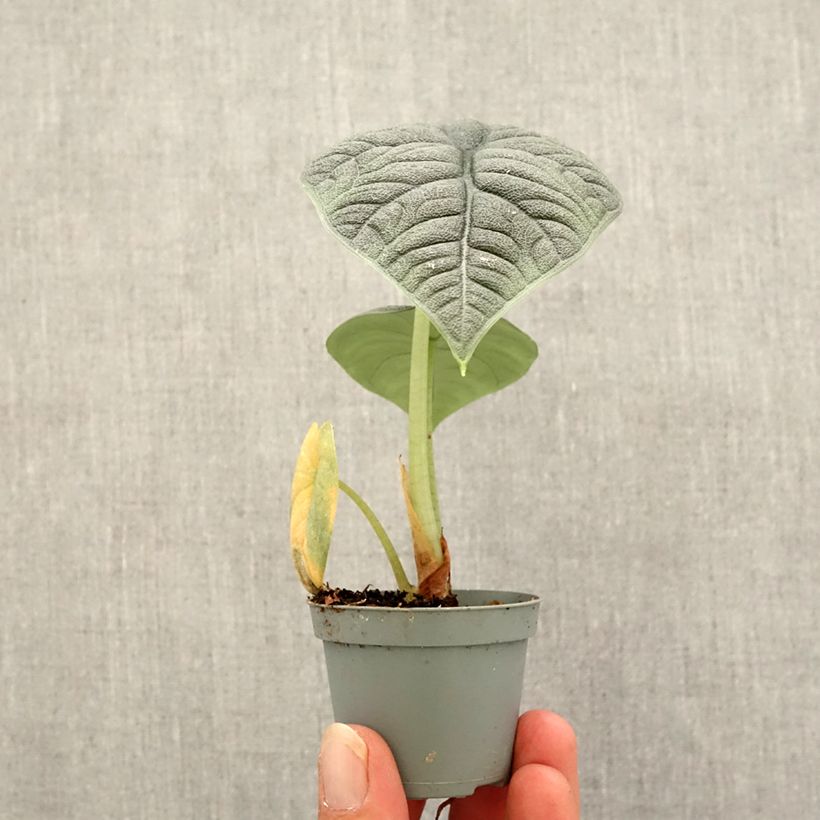 Esimerkki syksyllä toimitetusta Alokasia - Alocasia melo Mini-plante-taimesta