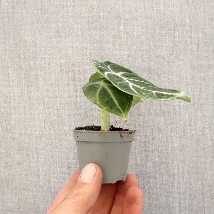 Esimerkki keväällä toimitetusta Alokasia Ninja Mini-plante-taimesta