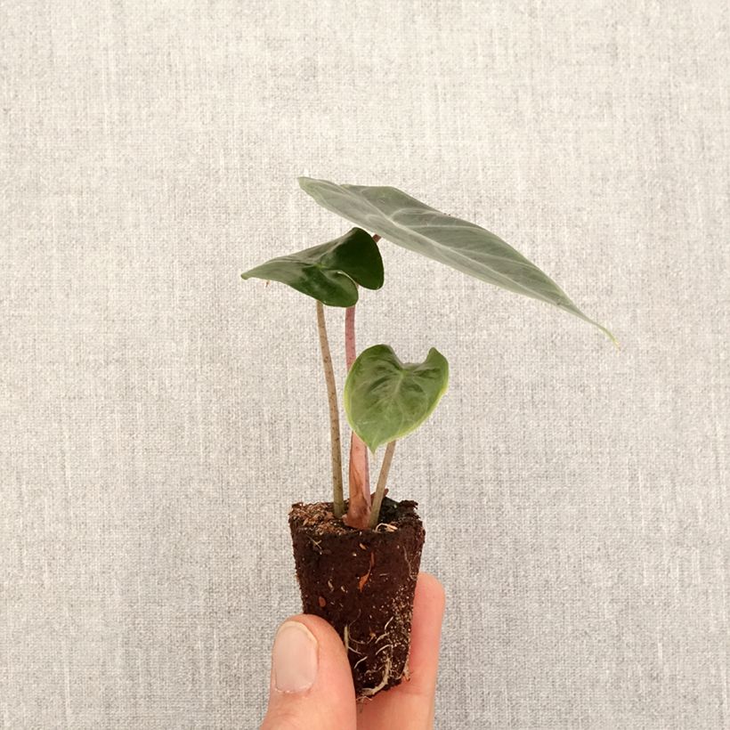 Esimerkki keväällä toimitetusta Alokasia Pink Dragon Mini-plante-taimesta