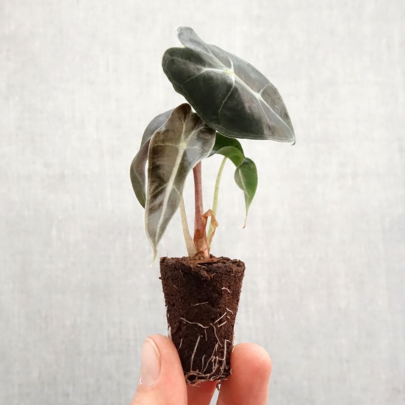 Esimerkki keväällä toimitetusta Alokasia Polly Mini-plante-taimesta