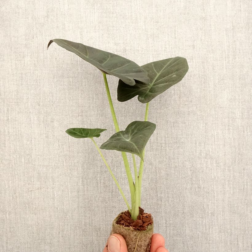 Esimerkki keväällä toimitetusta Alokasia Regal Shields Mini-plante-taimesta