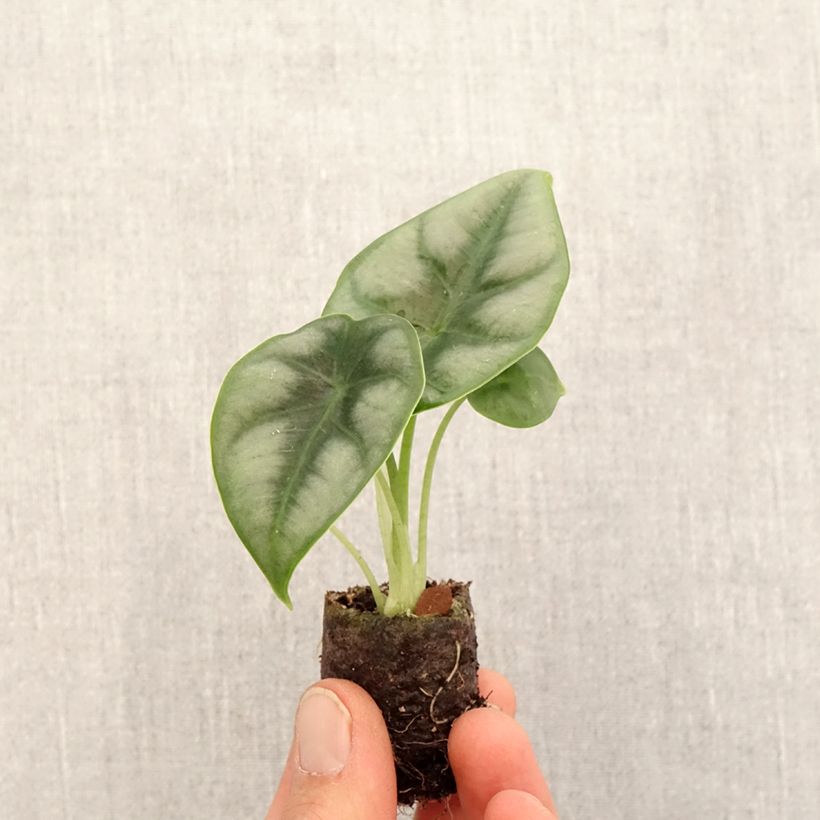 Esimerkki keväällä toimitetusta Alokasia - Alocasia reversa Mini-plante-taimesta