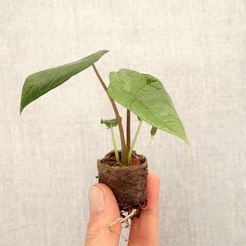 Esimerkki keväällä toimitetusta Alokasia - Alocasia scalprum Mini-plante-taimesta