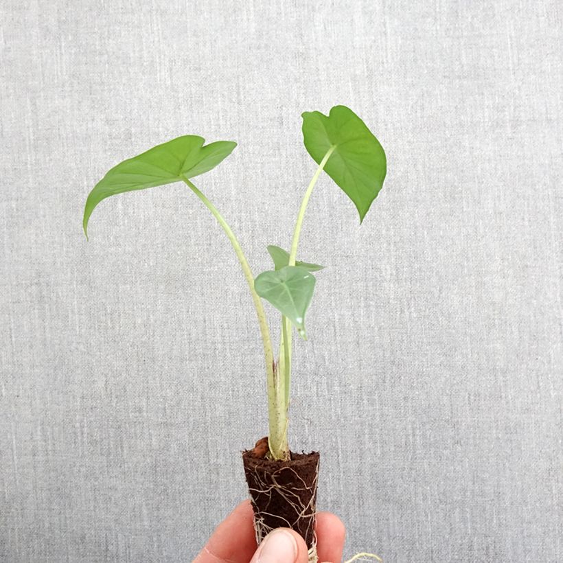 Esimerkki keväällä toimitetusta Alokasia Sumo Mini-plante-taimesta