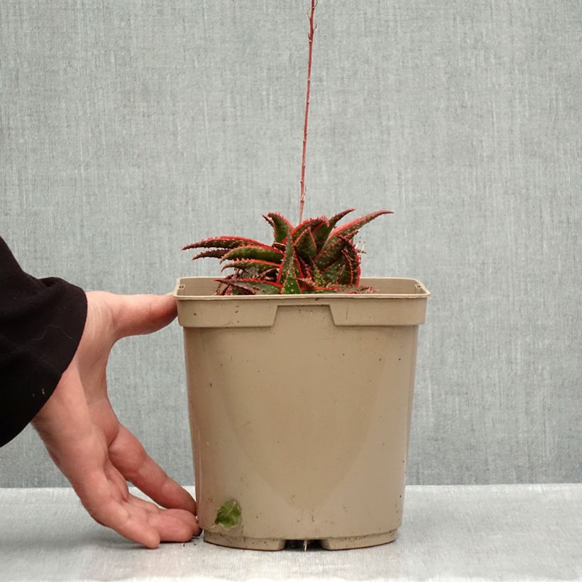 Esimerkki syksyllä toimitetusta Aloe x Christmas Carol 3 litran/4 litran ruukku-taimesta
