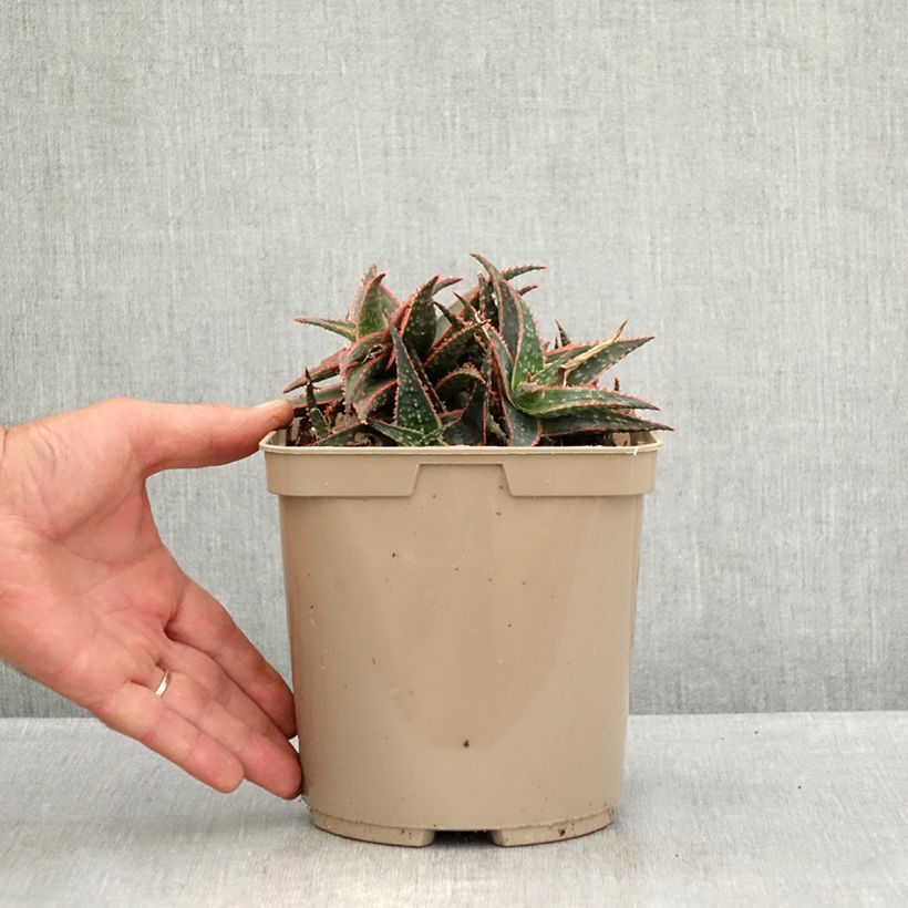 Esimerkki kesällä toimitetusta Aloe x Christmas Carol Ruukku 3L / 4L-taimesta
