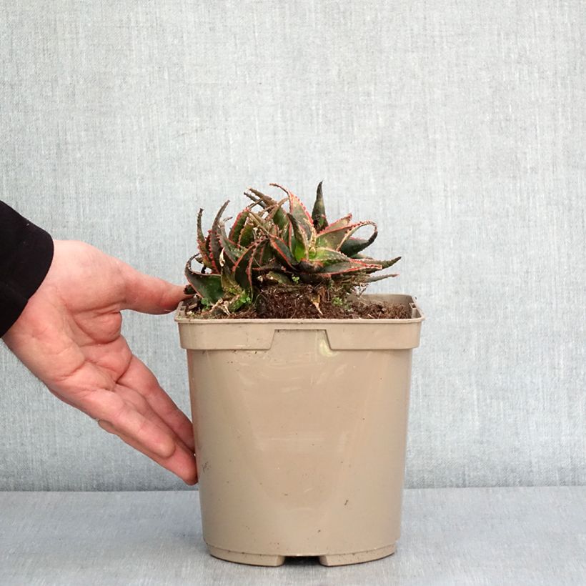 Esimerkki talvella toimitetusta Aloe Christmas Carol - Aloès Pot de 3L/4L-taimesta