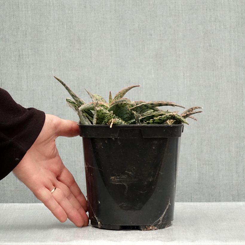 Esimerkki syksyllä toimitetusta Aloe Delta Lights 3 litran/4 litran ruukku-taimesta