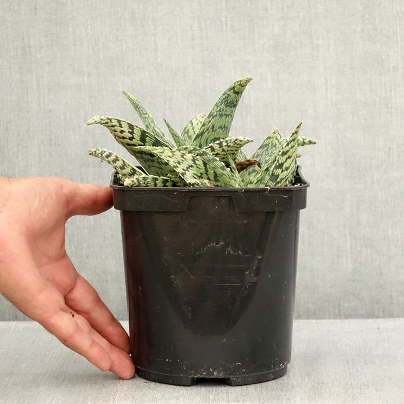 Esimerkki kesällä toimitetusta Aloe Delta Lights Pot de 3L/4L-taimesta