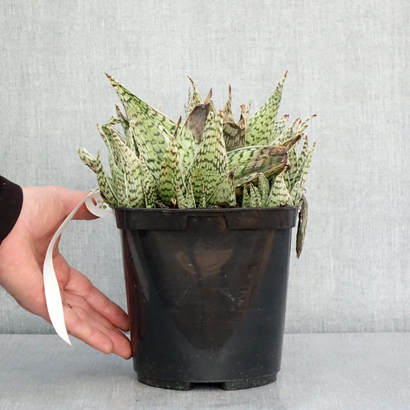Esimerkki talvella toimitetusta Aloe Delta Lights Pot de 3L/4L-taimesta
