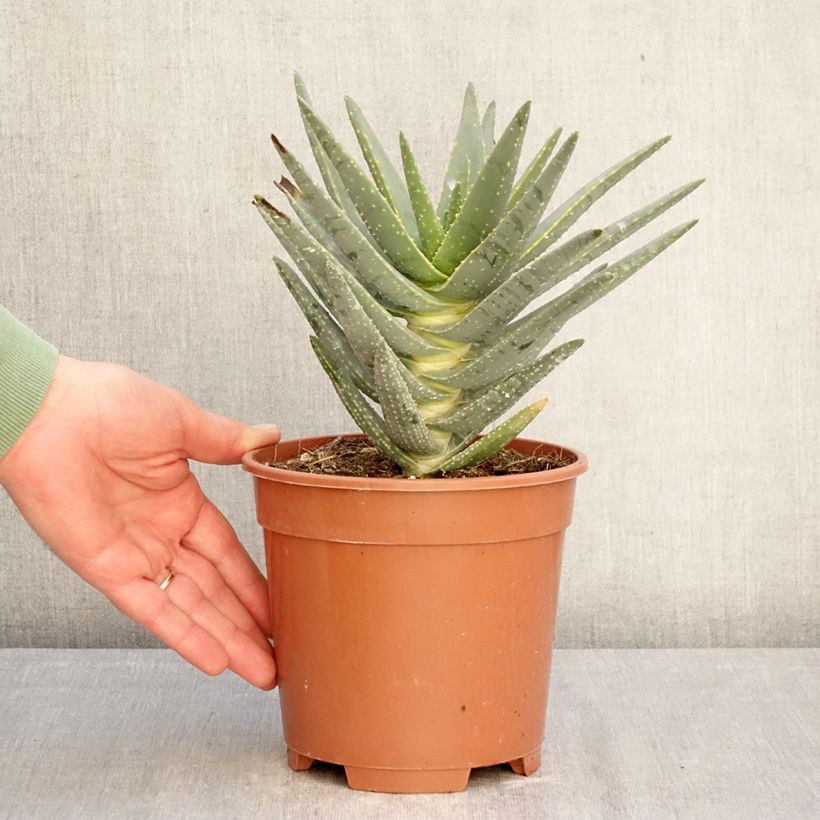 Esimerkki talvella toimitetusta Kapinaaloe - Aloe dichotoma 2 litran/3 litran ruukku-taimesta
