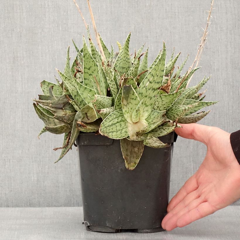 Esimerkki talvella toimitetusta Aloe harlana Pot de 3L/4L-taimesta