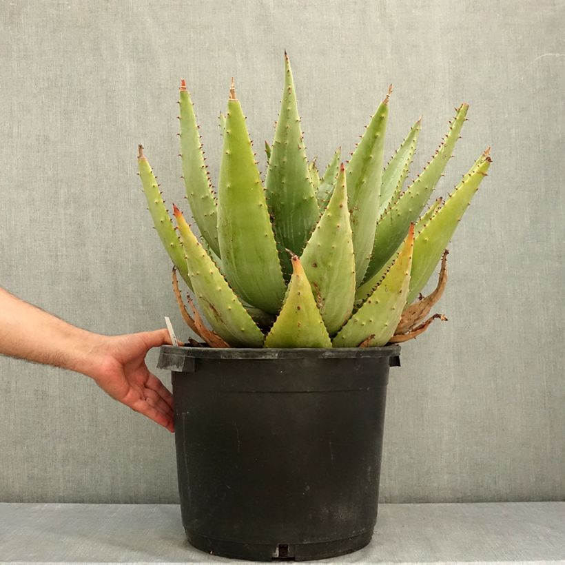Esimerkki kesällä toimitetusta Aloe marlothii 20 litran/25 litran ruukku-taimesta