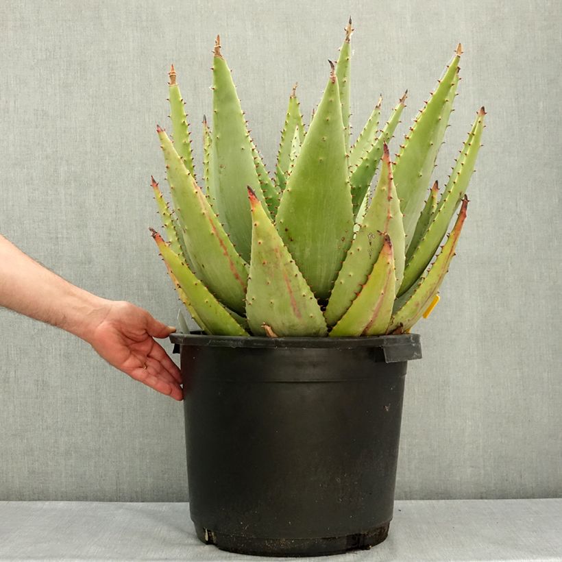 Esimerkki keväällä toimitetusta Aloe marlothii Ruukku 20L / 25L-taimesta